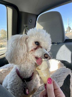 My puppy with a FREE pooch cone!!!