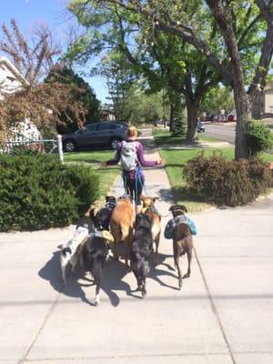 Owner, Erika Hall, with her pack.