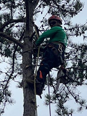 Tree Removal