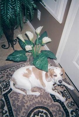 My Beautiful Beagle just after her Bath!!!