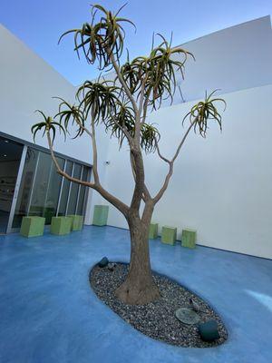 This is the serenity tree in the atrium. Store is on the left side of the photo, Pantry is on the right just off frame