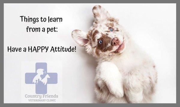 Let's get happy! Check out how many on our staff have their Fear Free certification at https://cfvc.net/our-team/