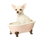 Pampered Puppy in Bath Tub