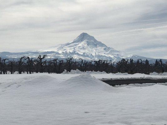 Mt Hood view on our drive through the "fruit loop"