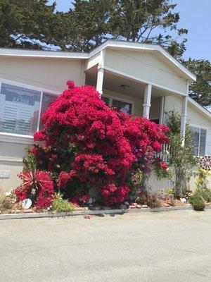 Bougainvillea