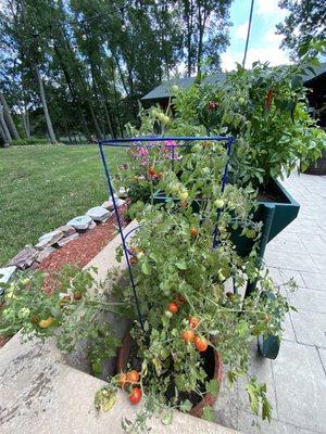 Tomatoes and peppers. A had one of those fresh picked peppers on my plate with the Bruschetta!