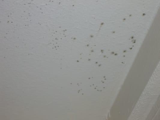 Mold growing under one of the shelves in the bathroom of apartment 523.