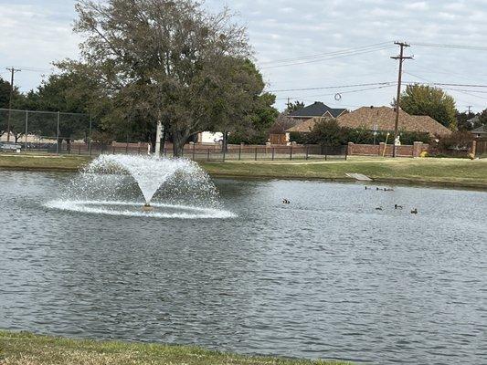 Pond....and ducks, of course