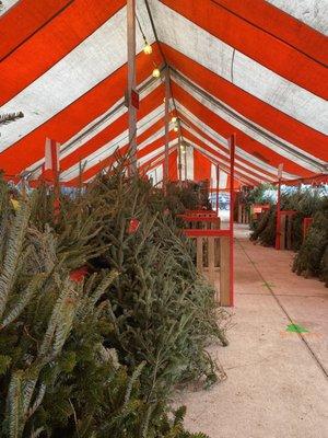 Christmas tree tent