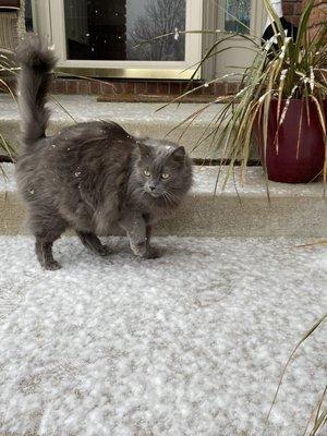 Gray fluffy cat looking stunning in some light snowfall