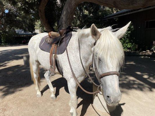 This horse is Cotton candy, a really cute flea bitten grey.