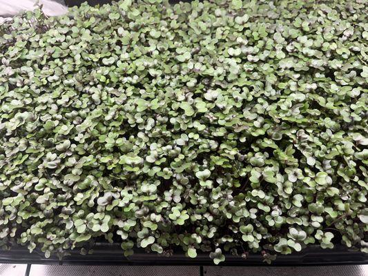 Green Grazers Microgreens