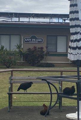 Chickens like to hang out at Ann Pearl.