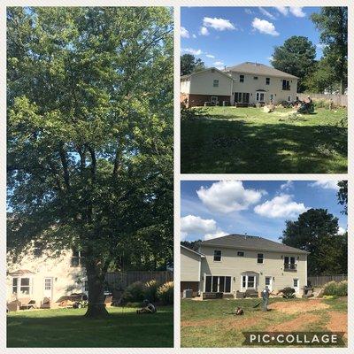 Large Maple Removal in Vienna, VA. Cut down the tree, removed all debris and ground the stump/surface roots.