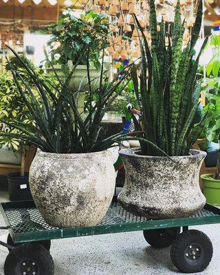 Indoor Plants and Containers