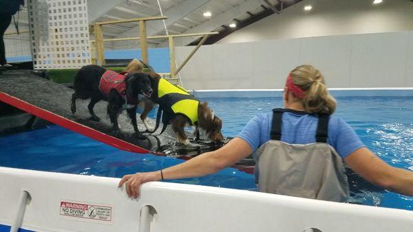 Dogs on the ramp in the dock diving pool with Lorraine!