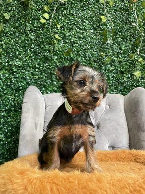 Yorkie puppy for sale female 10 weeks