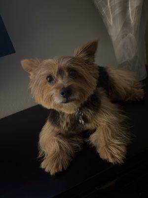 Max the yorkie