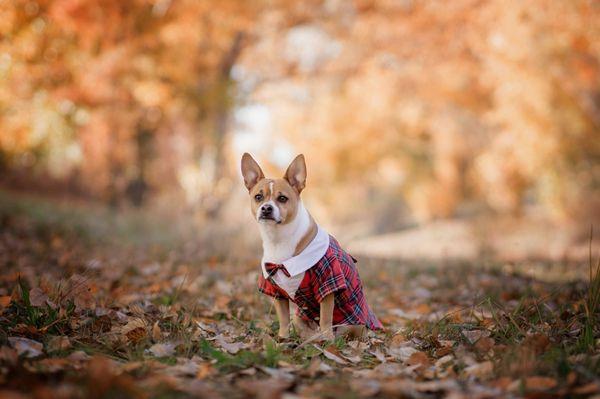 Great spot for fall photos