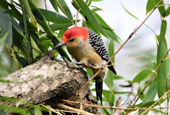 Red Bellied Woodpecker