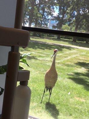 This male crane watched me get my dental implants installed with a look of concern for me.