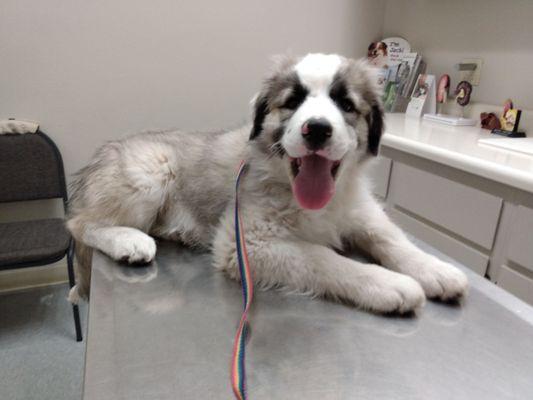 Yeti is very excited for his first vet appointment!