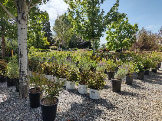 Mountain View Tree Farm