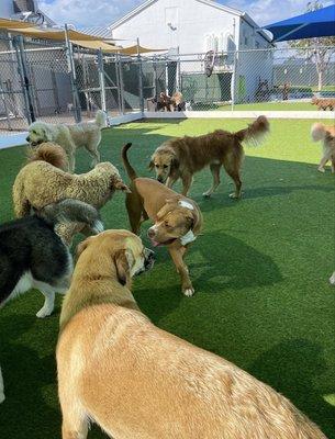 Parque de perritos grandes