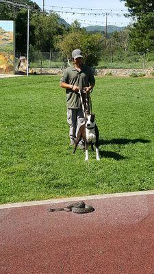 Sammy getting taught to stay away from Rattlesnakes at the Rattlesnake Aversion Training class