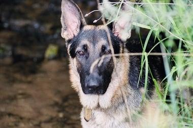 Stonehill Kennels