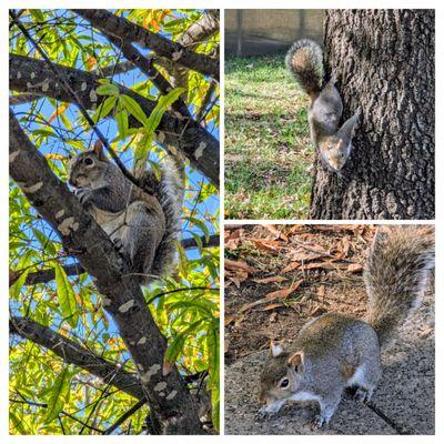 This squirrel kept stopping to pose for me!