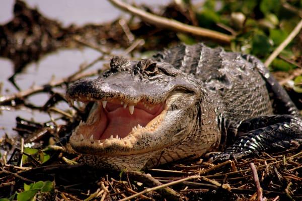 American Alligator