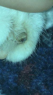 clipped cat toenail with dried blood