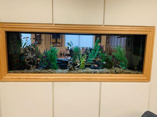 180 gallon Fresh Water Aquarium set up 25 years ago