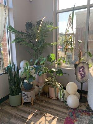 Plant Corner