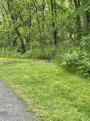 Another bunny. We saw a few squirrels, too!