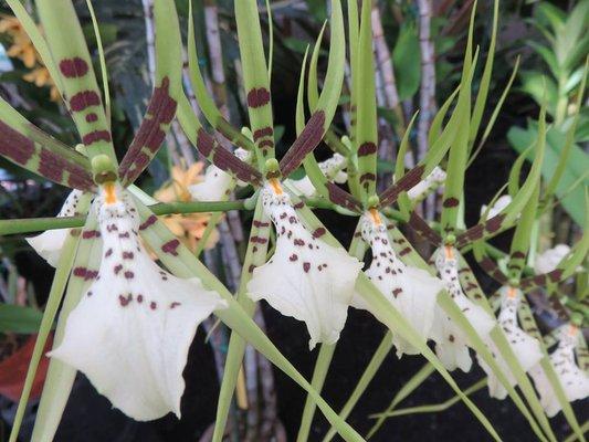 Spider Orchids! n the wild, these flowers are pollinated by large wasps called Tarantula Hawks who sting and try to take these "spiders".