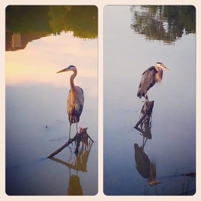 Blue heron who lives on the edge of the park