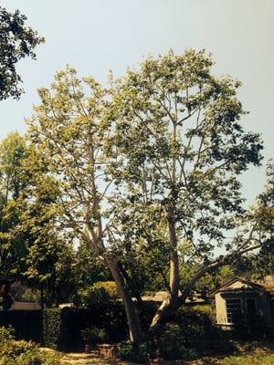 After restoration prune sycamore tree in Pasadena