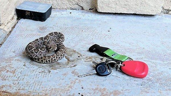 A baby rattler. About as thick as a pen.