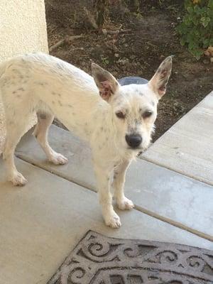 Found dog in 32nd at west Lancaster ca looking for her owner