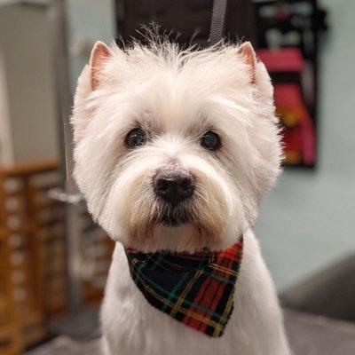 Barry White- West Highland Terrier