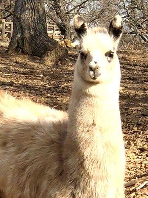 Coming Soon Animal Assisted Therapy with Llamas.  This is Melodrama Llama and he is training in Flower Mound.