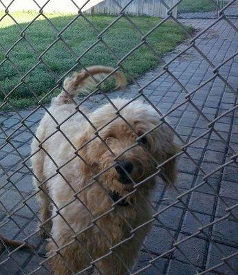 Winding Creek Kennels