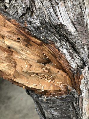 Subterranean termites in a dead tree