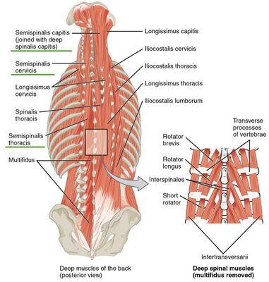 Set of back muscles that assists in the straightening and rotating the back