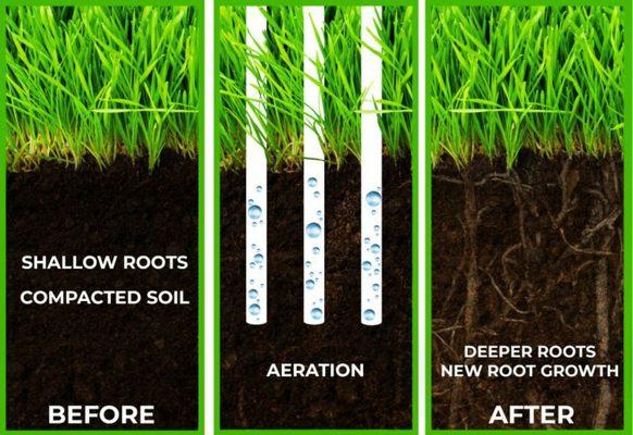 Before & After Aeration!