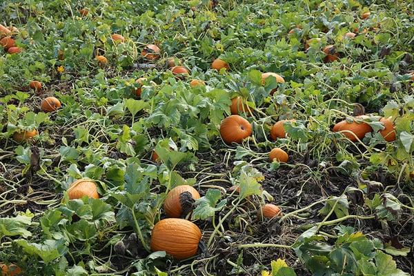 Pumpkin Patch in Eugene at Johnson Farms