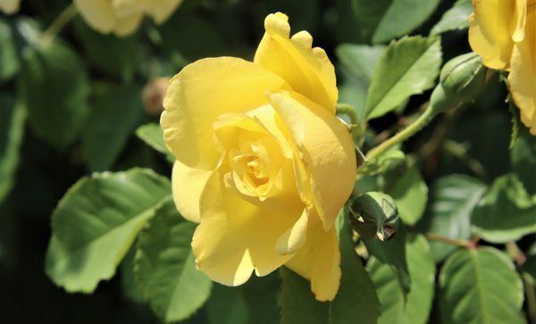 Yellow rose of Long Island