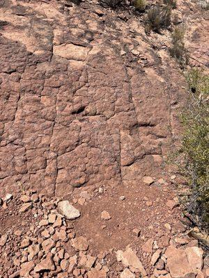 Dinosaur tracks on the side of the rock mountain